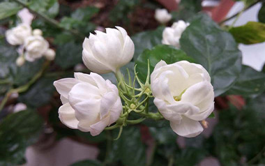 茉莉花指弹吉他谱_喀什怒放编配_指弹独奏六线谱