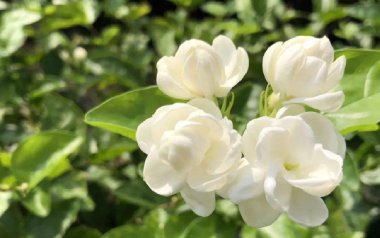 茉莉花指弹吉他谱_小NO师傅_原版指弹谱_独奏六线谱